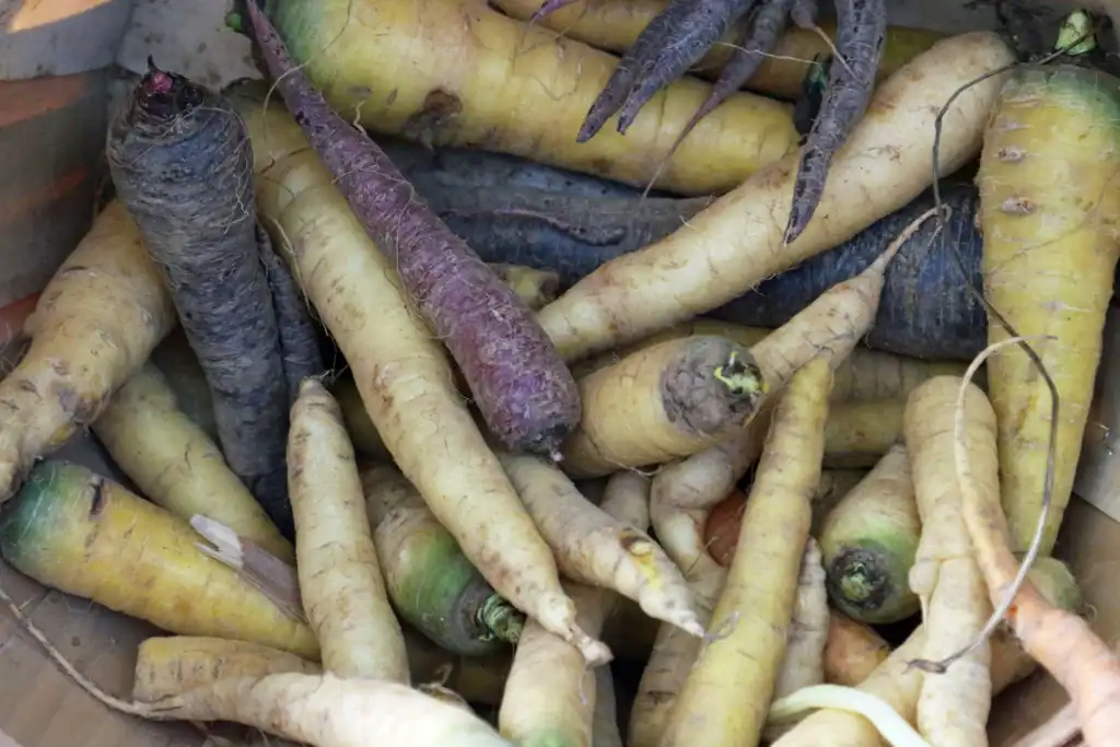 Stunning Substrate For Root Health In Parsnip Tuber image